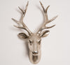 Champagne Stag Head